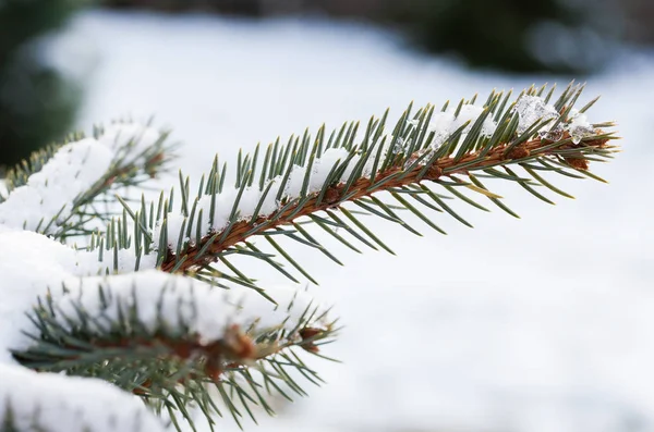 Ramas de abeto cubierto de nieve —  Fotos de Stock