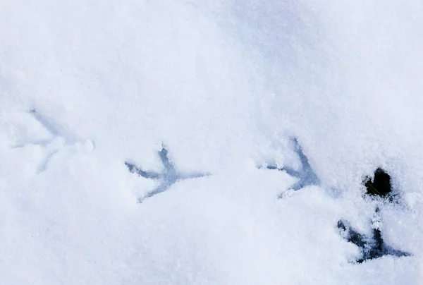 Vogelvoetafdrukken in de sneeuw — Stockfoto