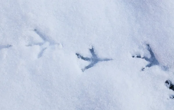 Huellas de aves en la nieve —  Fotos de Stock
