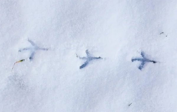 Huellas de aves en la nieve —  Fotos de Stock