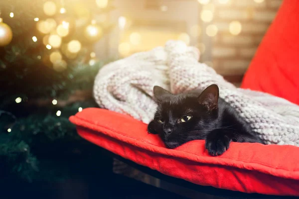 Lindo gato negro pacíficamente durmiendo en la silla roja, árbol de Navidad a — Foto de Stock