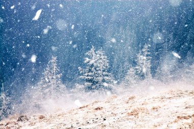 Kış harikalar diyarı - Noel arka plan karlı köknar ağaçları ile