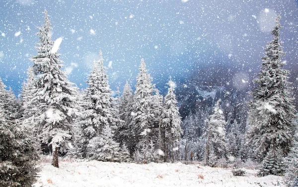 Зимова країна чудес різдвяний фон зі сніжними ялиновими деревами в — стокове фото