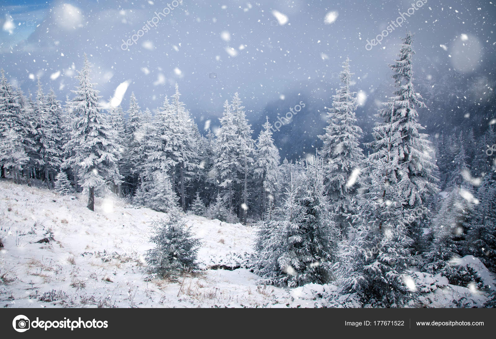 Winter wonderland Christmas background z oÅ›nieÅ¼one jodÅ‚y w — ZdjÄ™cie stockowe