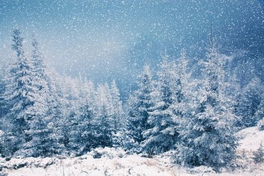 Kış harikalar diyarı - Noel arka plan karlı köknar ağaçları ile
