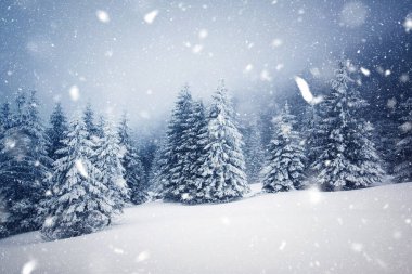 Kış harikalar diyarı - Noel arka plan karlı köknar ağaçları ile