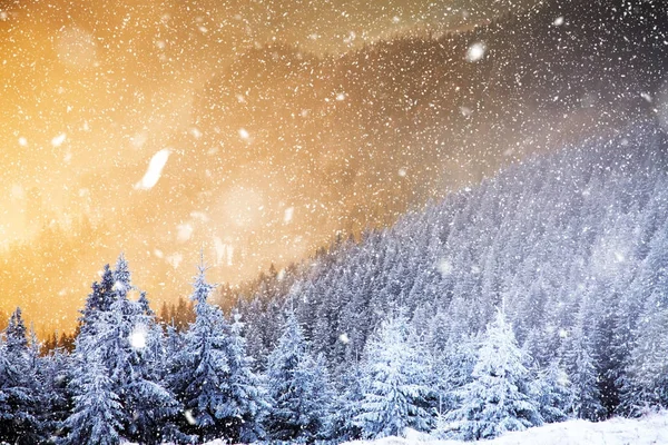 겨울 원더랜드-눈 덮인 전나무 나무에 크리스마스 배경 — 스톡 사진