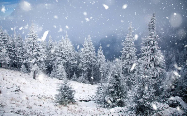 冬季仙境-圣诞节背景与白雪皑皑的冷杉树 — 图库照片