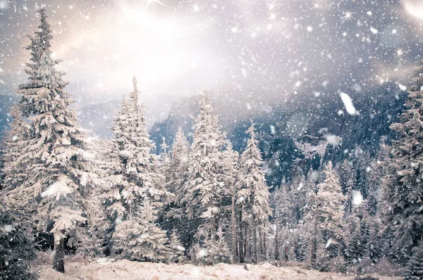 Pays des merveilles d'hiver - fond de Noël avec sapins neigeux dans — Photo