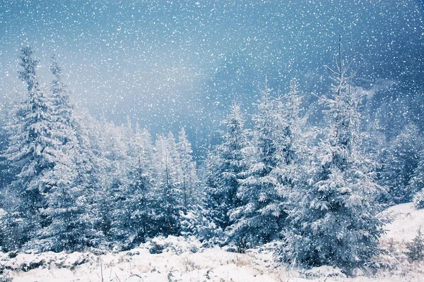 Inverno paese delle meraviglie - sfondo di Natale con abeti innevati in — Foto Stock