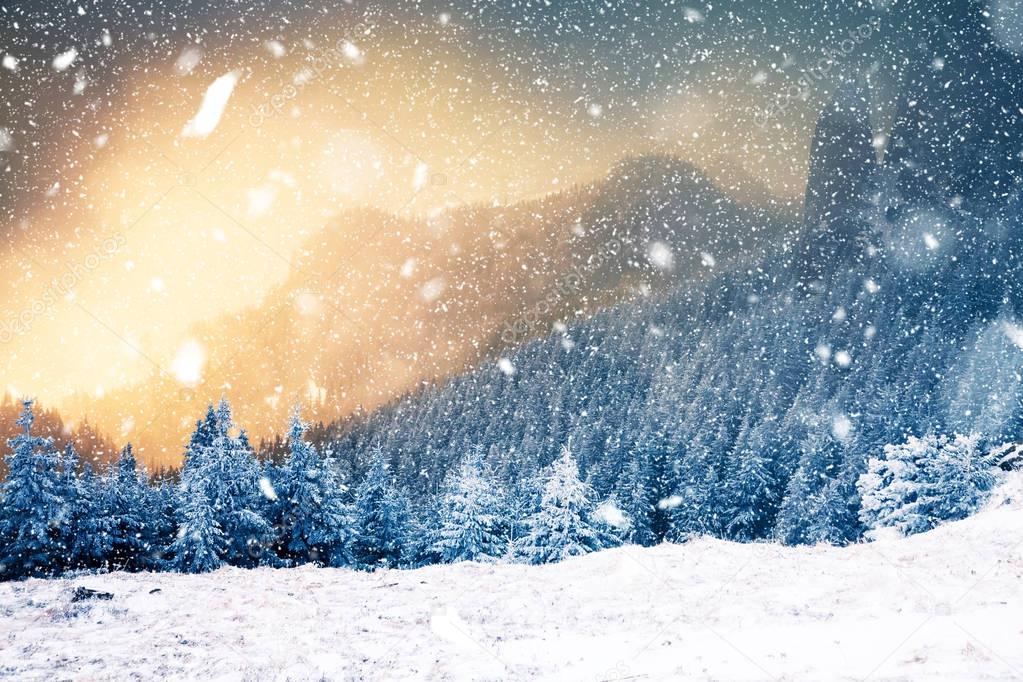 Winter wonderland - Christmas background with snowy fir trees in