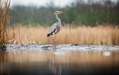 Güzel gri balıkçıl sabahın erken saatlerinde gölde balık tutuyor.