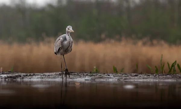 Schöner Graureiher Angelt Frühen Morgen Auf Einem See — Stockfoto