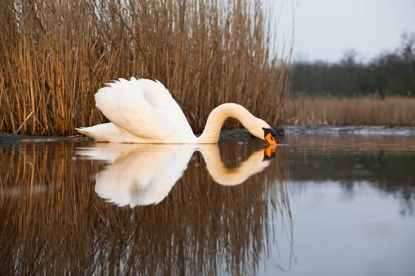 Hermoso Cisne Blanco Lago Vida Silvestre Hábitat Natural — Foto de Stock