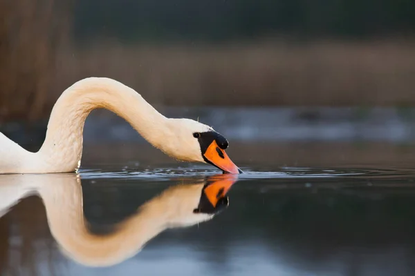 Bellissimo Cigno Bianco Lago Fauna Selvatica Nel Suo Habitat Naturale — Foto Stock