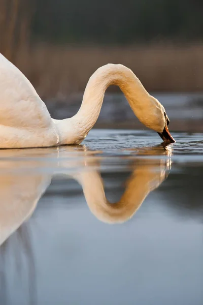 Bellissimo Cigno Bianco Lago Fauna Selvatica Nel Suo Habitat Naturale — Foto Stock