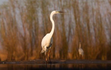 Güzel beyaz balıkçıl bir gölde balık tutuyor. Doğal ortamında vahşi yaşam.