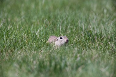 Tatlı yer sincabı portresi