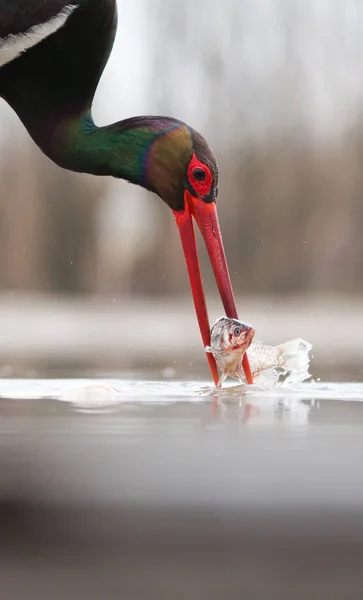 Krásný Černý Čáp Rybaření Jezeře — Stock fotografie