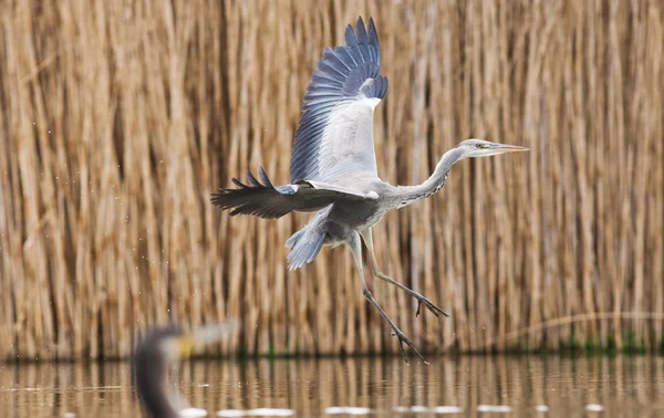 Mooie Grijze Reiger Vissen Een Meer Wilde Dieren Zijn Natuurlijke — Stockfoto