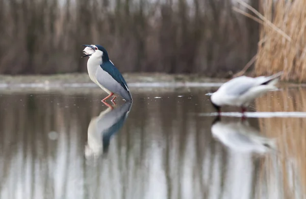 Krásná Černokoruna Noční Volavka Rybaření Jezeře — Stock fotografie