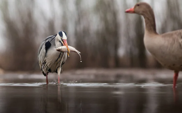 Krásná Šedá Volavka Rybaření Jezeře Divoká Zvěř Svém Přirozeném Prostředí — Stock fotografie