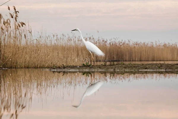 Mooie Grote Witte Zilverreiger Vissen Een Meer Wilde Dieren Zijn — Stockfoto