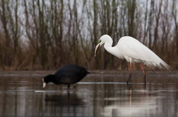 Mooie Grote Witte Zilverreiger Vissen Een Meer Wilde Dieren Zijn — Stockfoto