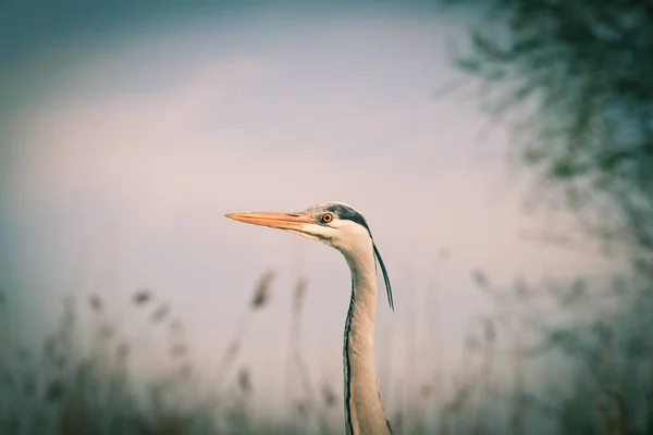 Schöner Graureiher Angelt Auf Einem See Wildtiere Ihrem Natürlichen Lebensraum — Stockfoto