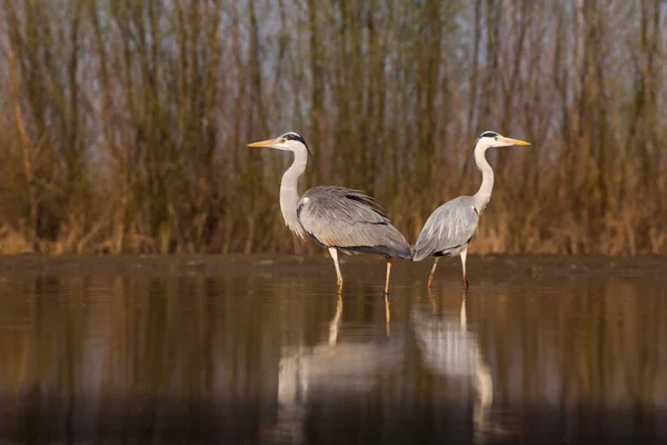 Bela Pesca Garça Cinza Lago Vida Selvagem Seu Habitat Natural — Fotografia de Stock