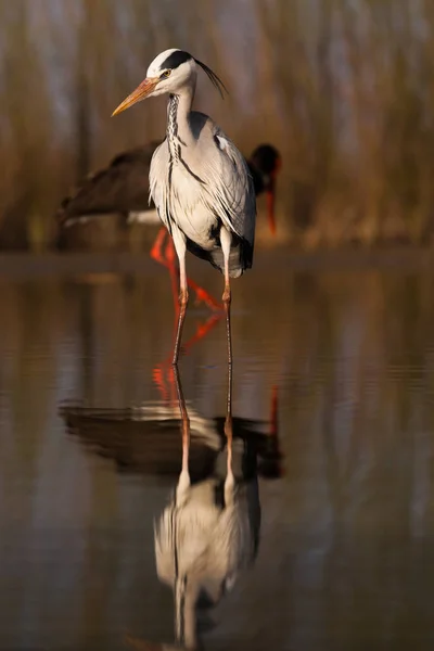 Mooie Grijze Reiger Vissen Een Meer Wilde Dieren Zijn Natuurlijke — Stockfoto