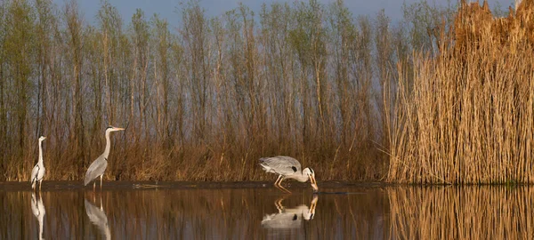 Gyönyörű Vadon Élő Madarak Tavon Fekete Gólya Nagy Fehér Egret — Stock Fotó