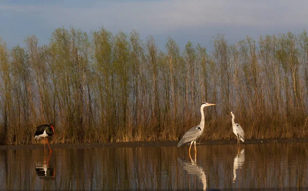 Belos Pássaros Selvagens Lago Cegonha Preta Grande Torre Branca Lago — Fotografia de Stock