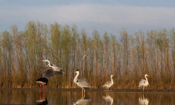 Beautiful Wild Birds Lake Black Stork Great White Egret Grey — Stock Photo, Image