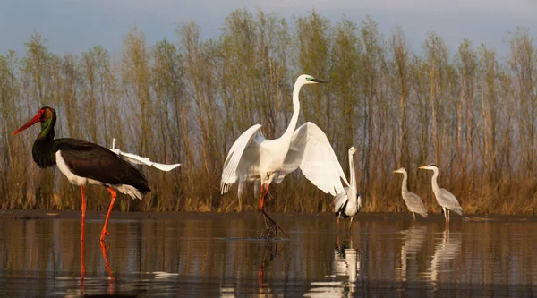 Belos Pássaros Selvagens Lago Cegonha Preta Grande Torre Branca Lago — Fotografia de Stock