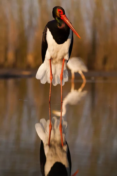 Belle Pêche Cigogne Noire Sur Lac — Photo