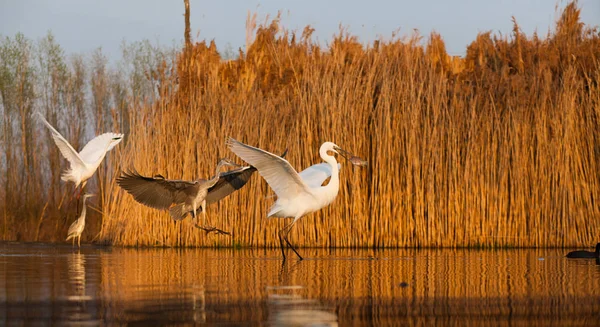 Překrásné Divoké Ptáky Jezeře Čáp Černý Čáp Velký Volavka Šedá — Stock fotografie