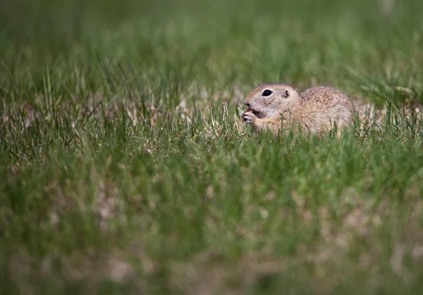 Tatlı yer sincabı portresi