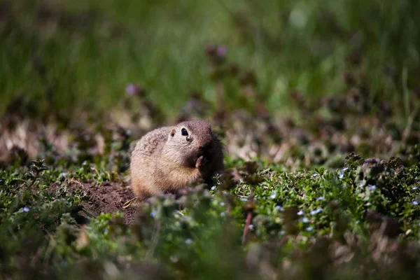 Niedliches Ziesel Porträt — Stockfoto