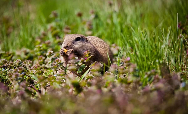 Cute Ground Squirrel Portrait — Stock Photo, Image