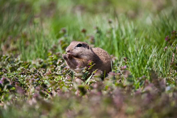 Niedliches Ziesel Porträt — Stockfoto