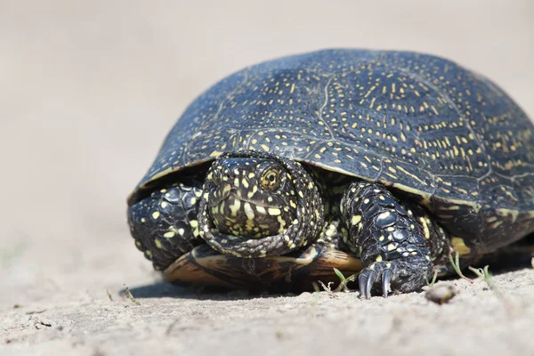 Schildkröte Unterwegs — Stockfoto