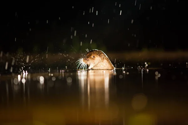 Lontra Europeia Lutra Lutra Pesca Uma Noite Chuvosa Vida Selvagem — Fotografia de Stock
