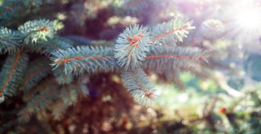 Noel tatili için her zaman yeşil köknar dalları afişi