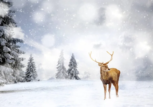 Μαγική χριστουγεννιάτικη κάρτα με oble deermale σε παραμύθι χειμώνα l — Φωτογραφία Αρχείου