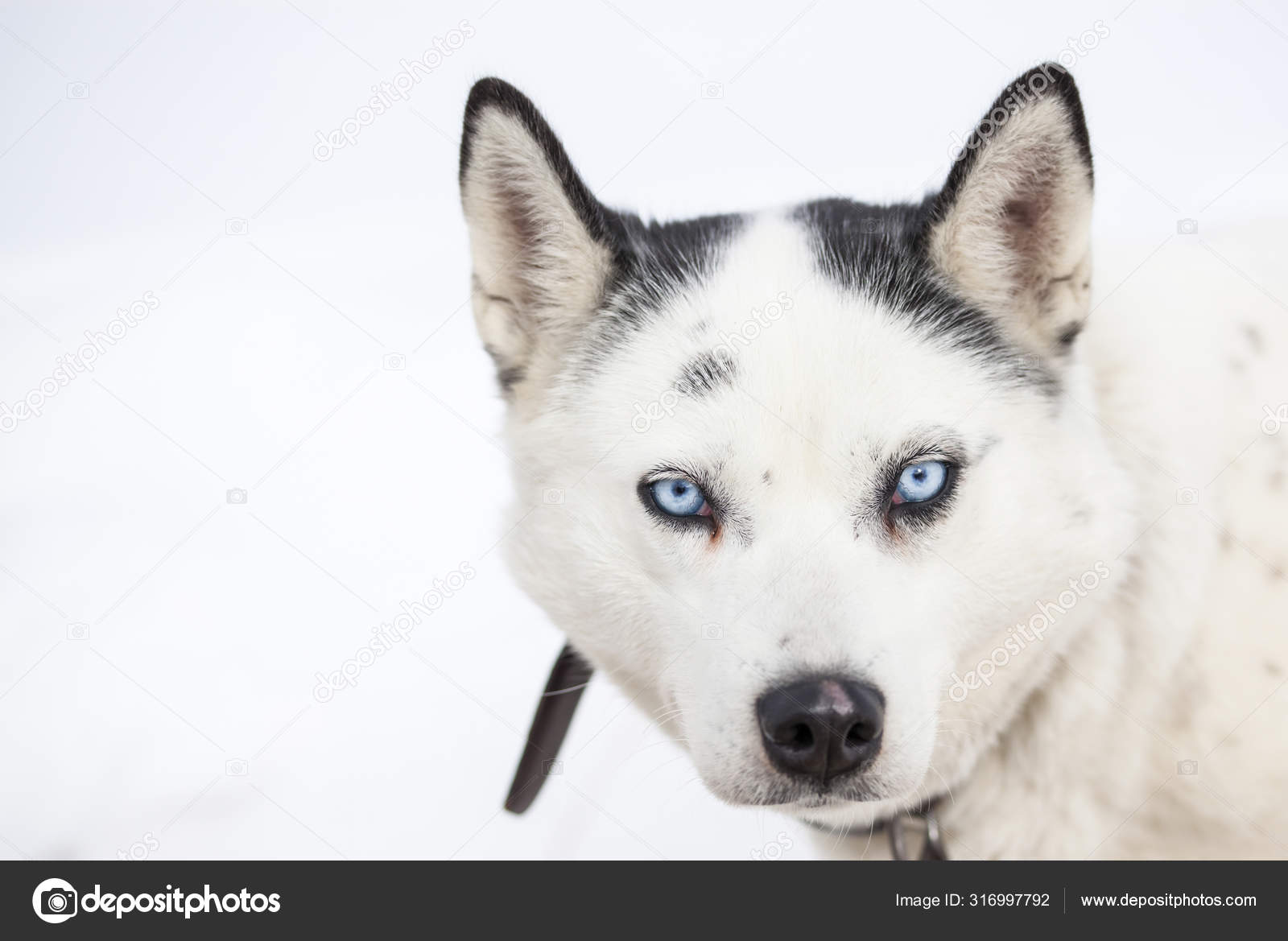 Imagens de Sessão de filhote de husky siberiano de olhos azuis e olhar sem  royalties | DepositPhotos, image size:1600x1169