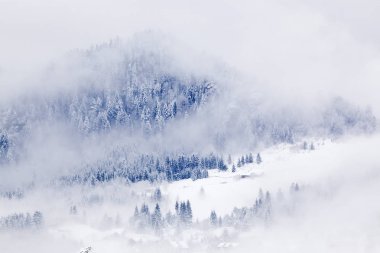 Siste karlı köknar ağaçları - dağlarda kış