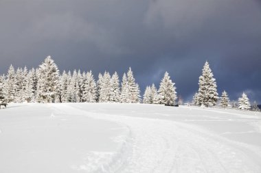 Dağlarda kış - karla kaplı köknar ağaçları - Noel torbası