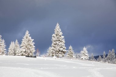 Dağlarda kış - karla kaplı köknar ağaçları - Noel torbası