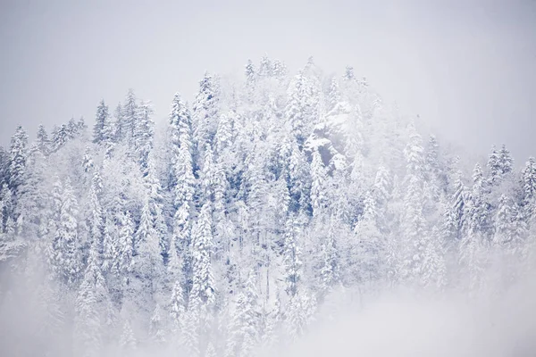 Abetos nevados no nevoeiro - inverno nas montanhas — Fotografia de Stock